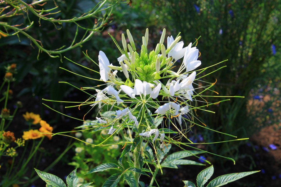 Клеома колючая белая