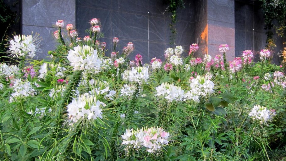 Клеома болезни