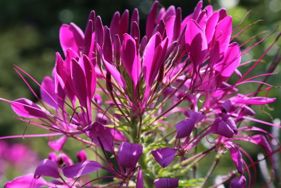 Клеома Вишневая Королева