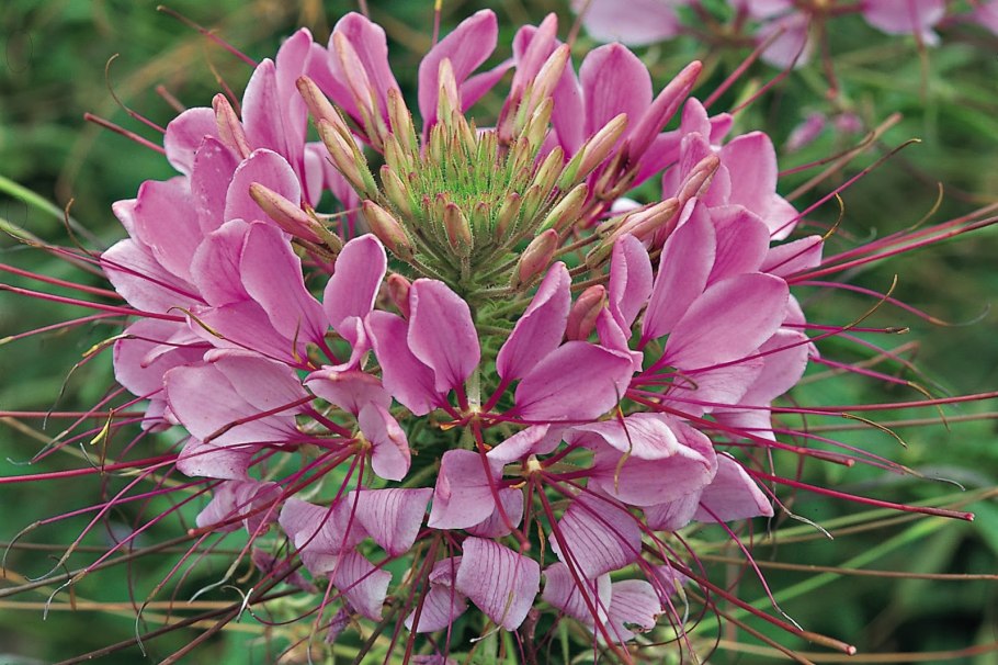 Клеома Хасслера