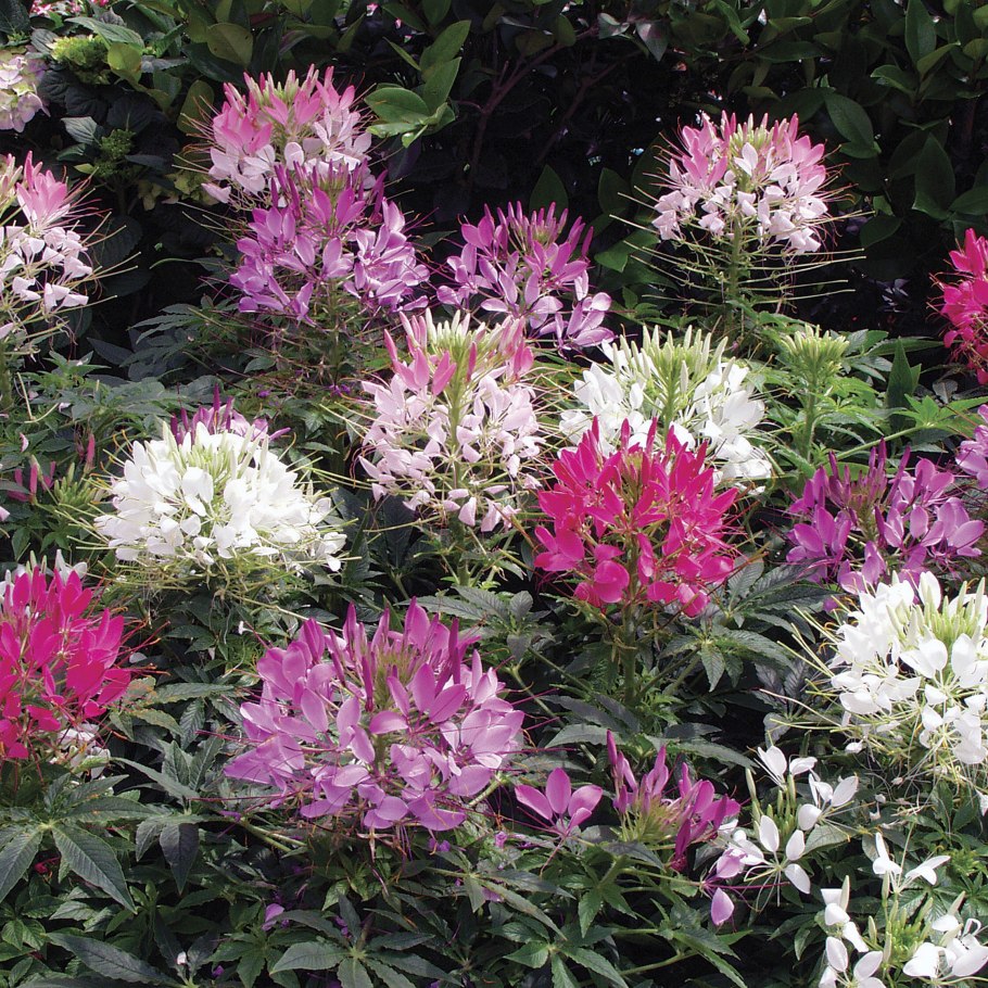 Клеома поле