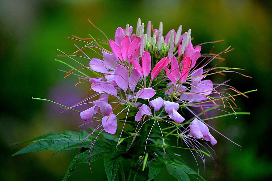 Цветок паук клеома