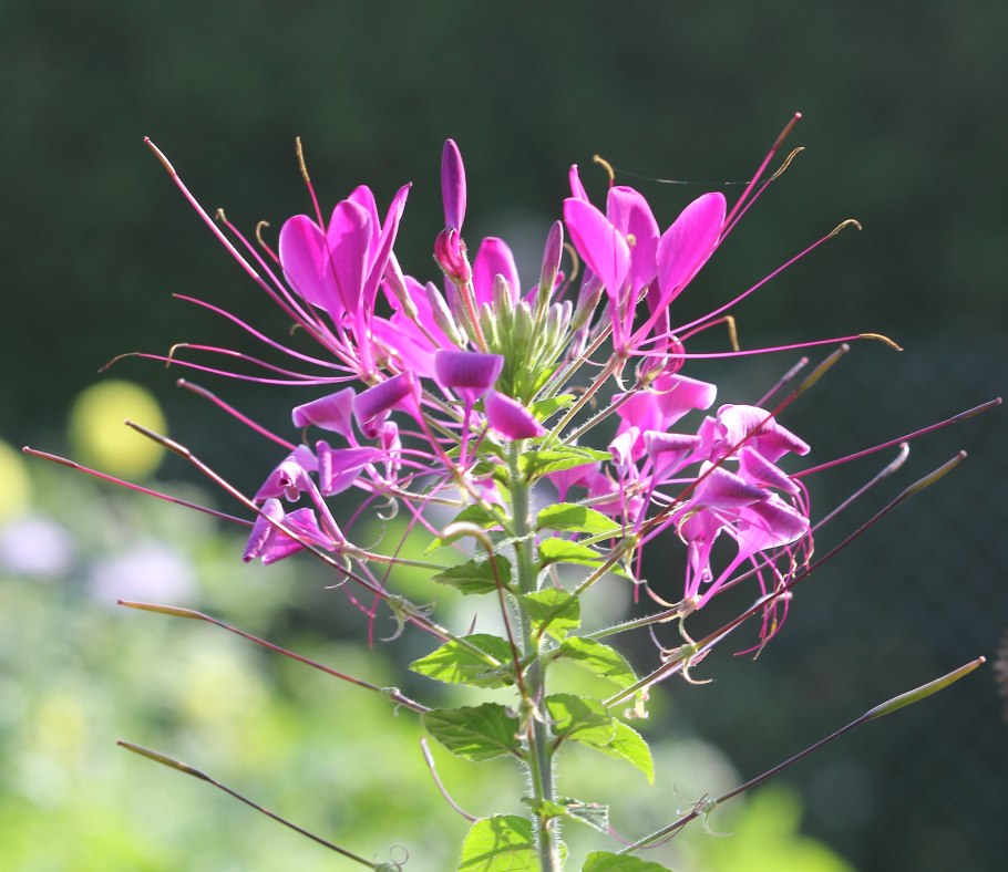 Клеома колючая Cleome spinosa