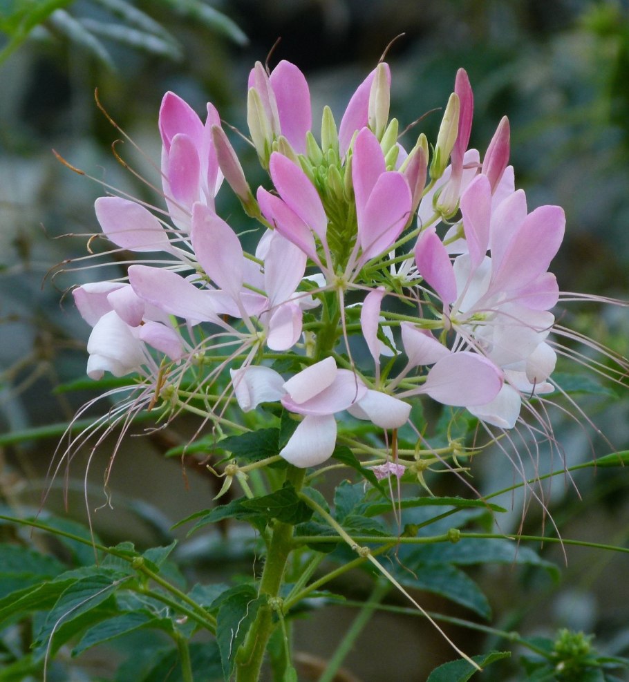 Клеома Вишневая Королева