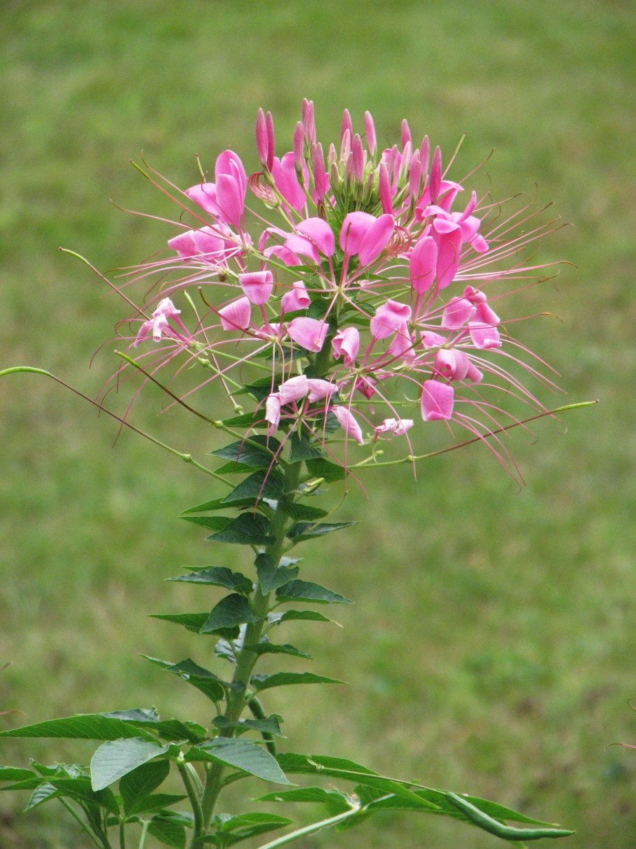 Клеома Камелия