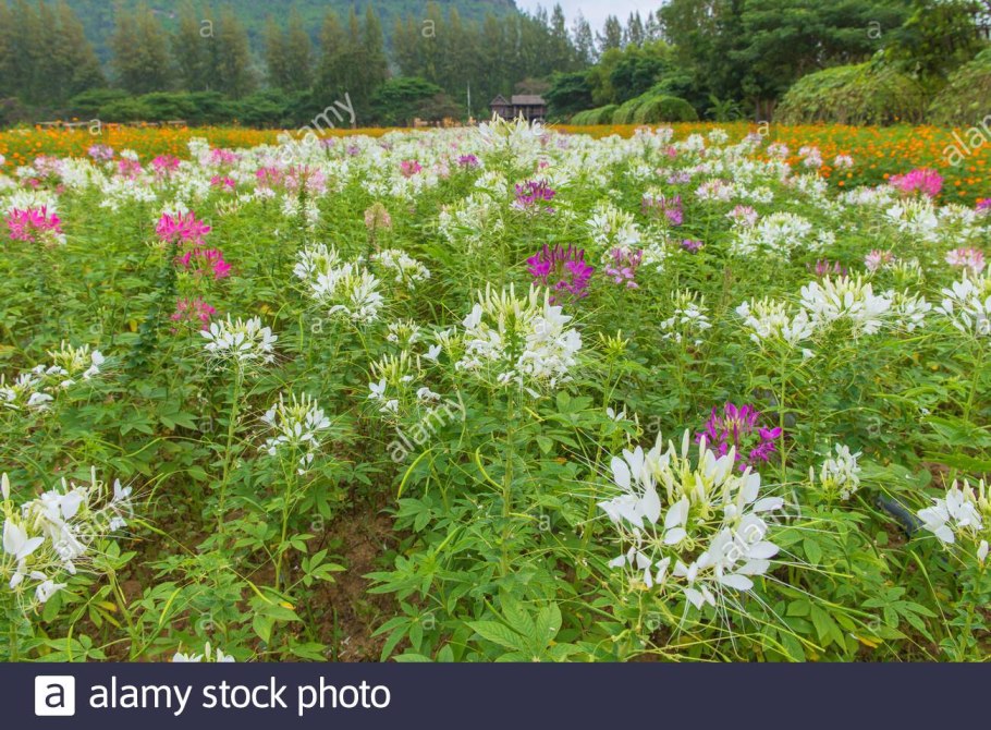 Клеома Вишневая