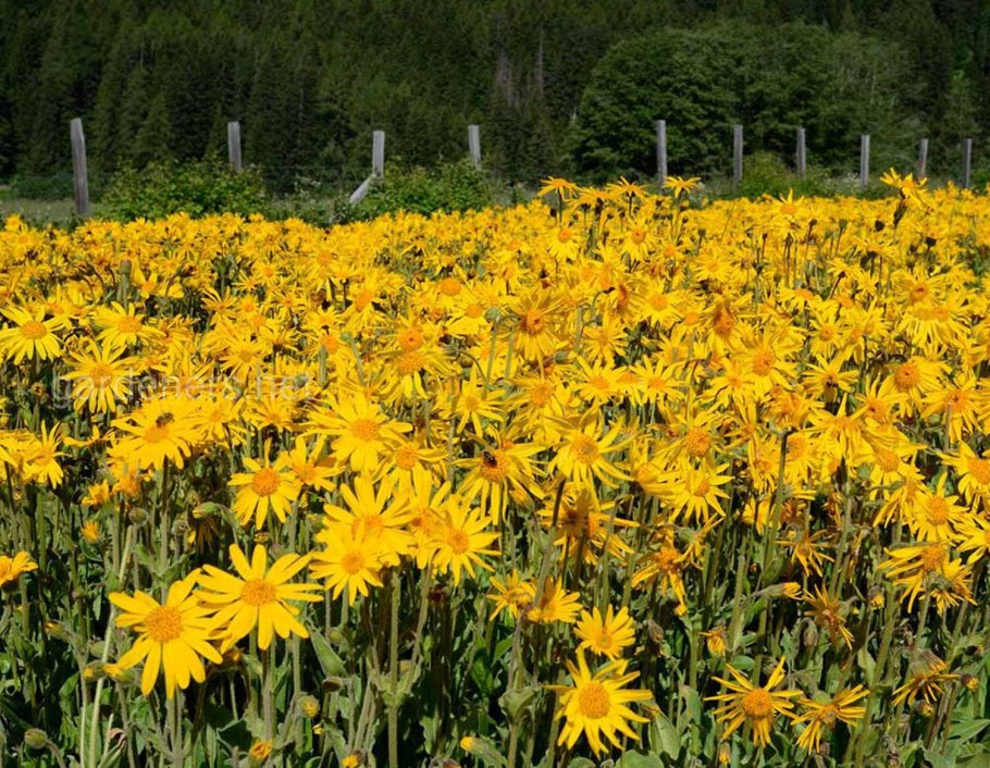 Арника Монтана растение