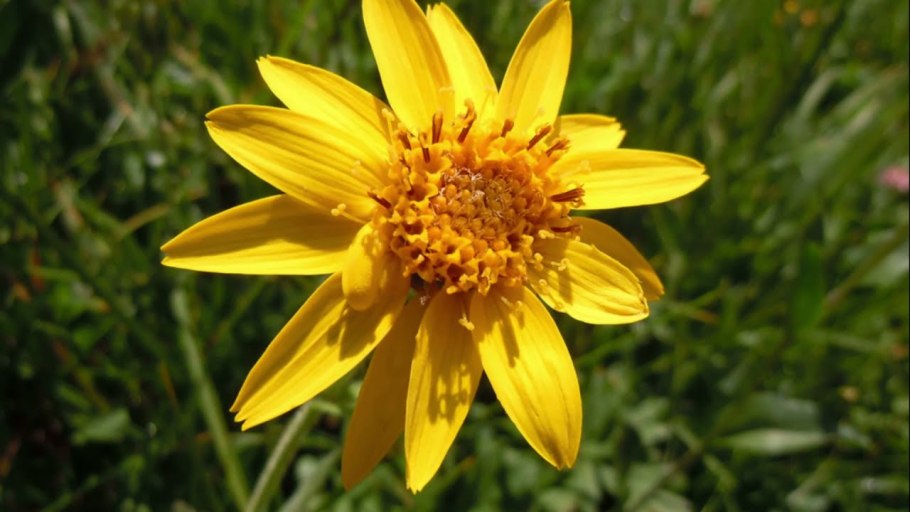 Цветок арники горной