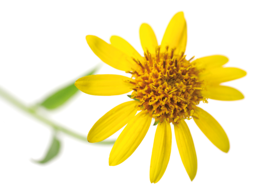 Арника черная