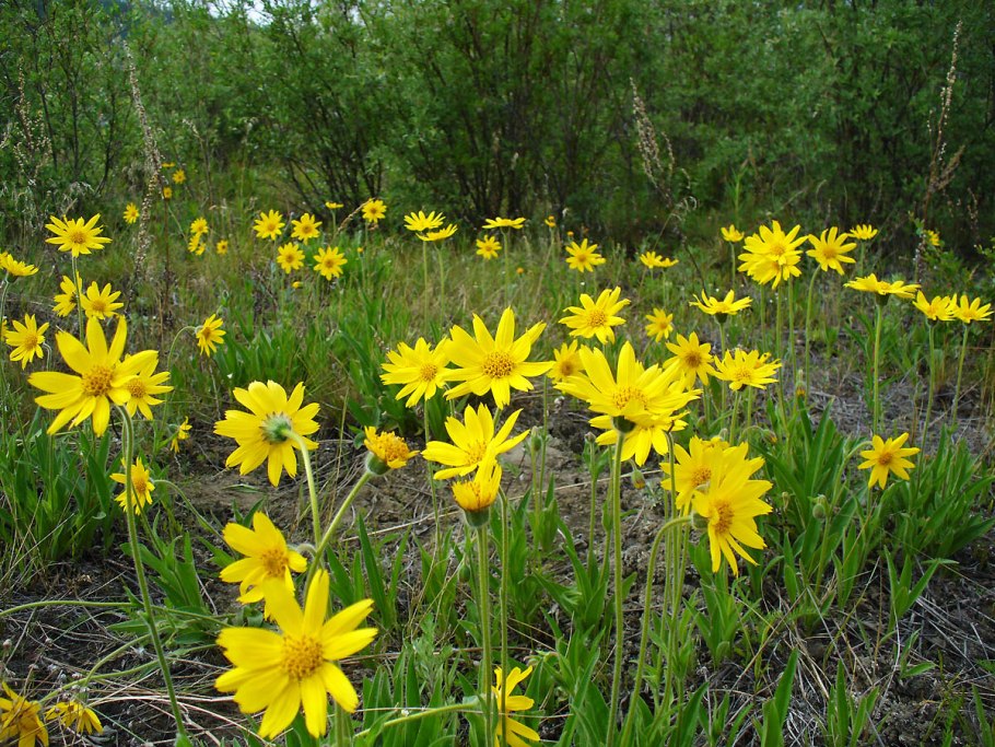 Арника Сахалинская - Arnica sachalinensis.