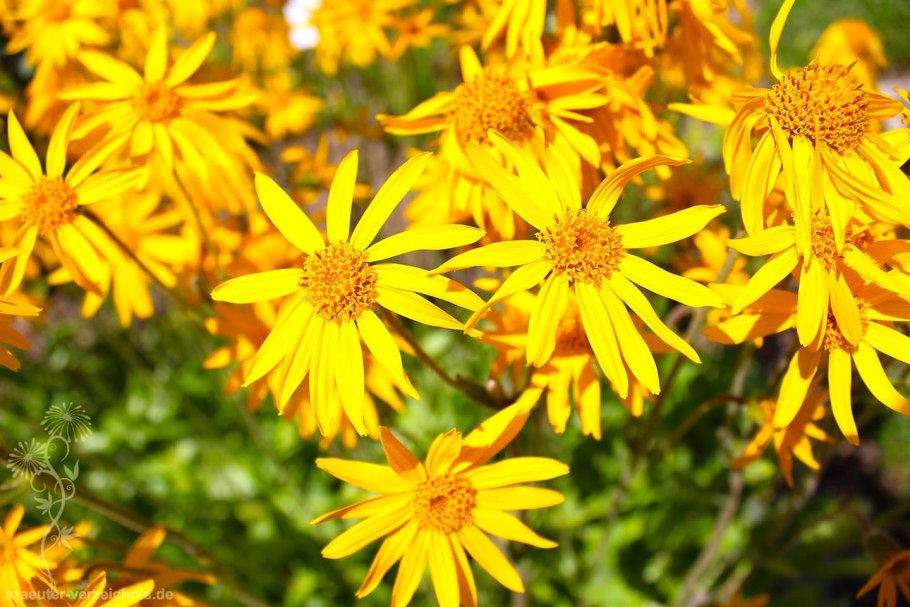 Арника фенноскандская