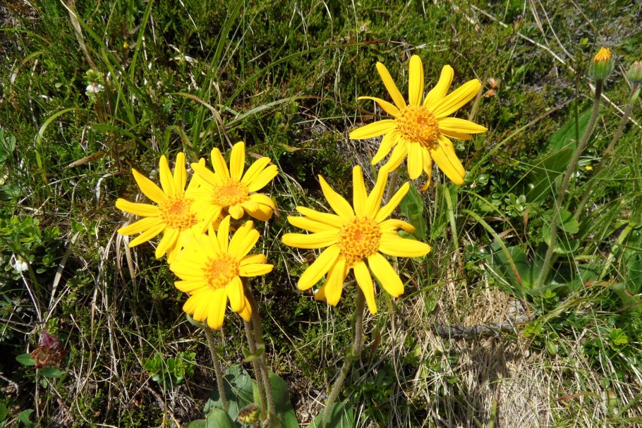 Арника Горная (Arnica Montana l.)