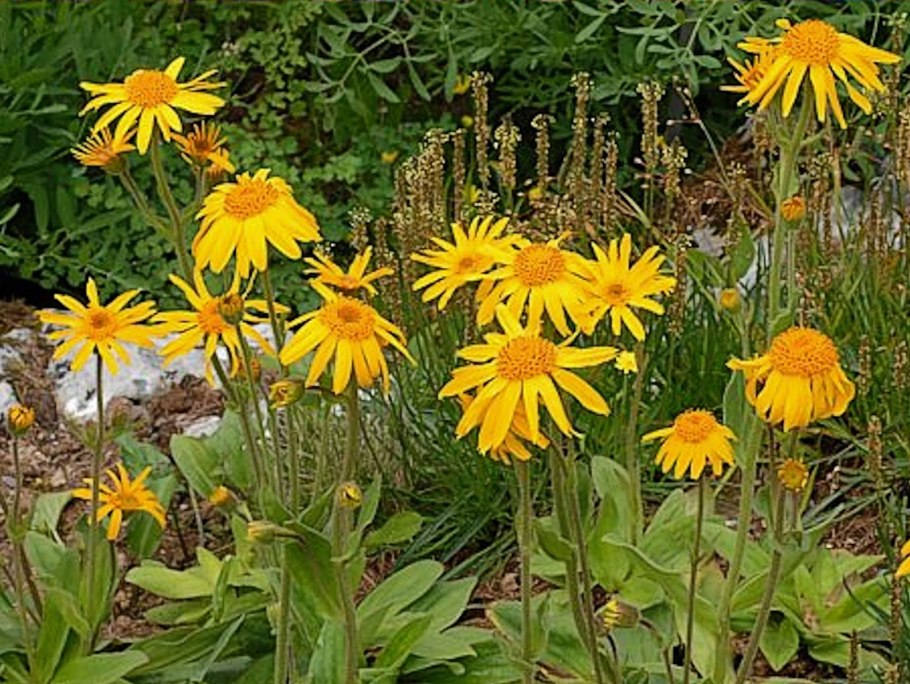 Арника Горная (Arnica Montana l.)