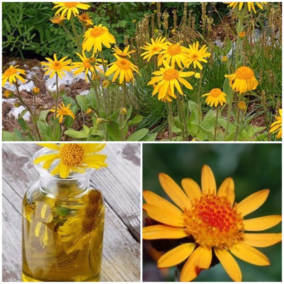 Арника Горная фармакопея