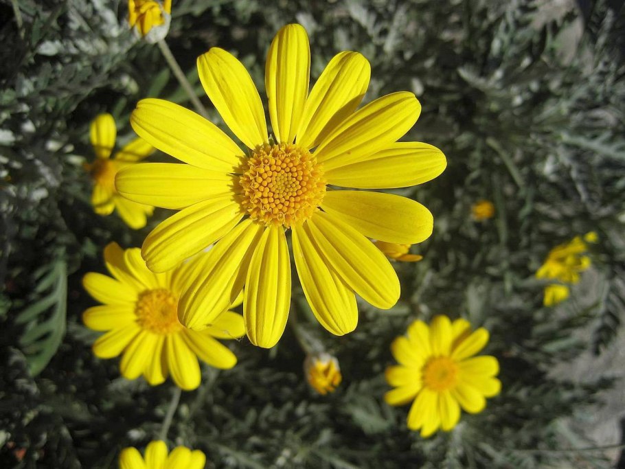 Арника Альпийская