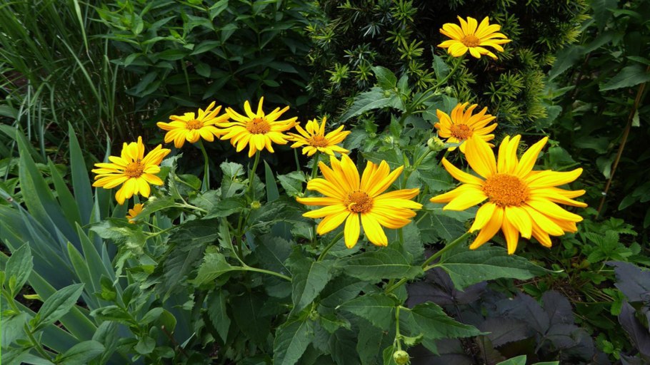 Арника Альпийская