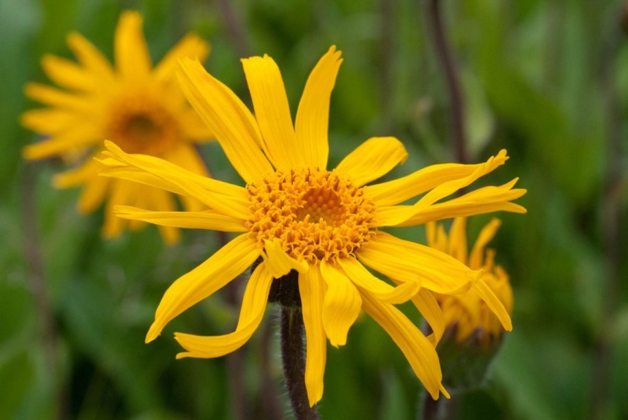 Арника Горная (Arnica Montana l.)