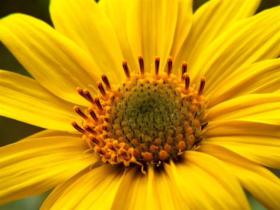 Арника Монтана (Arnica Montana)