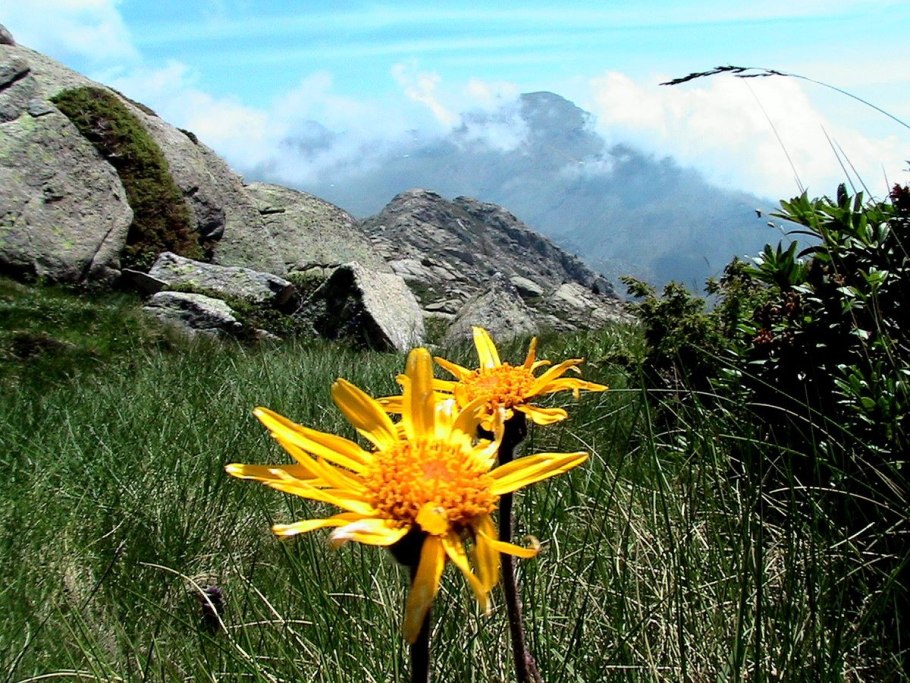 Арника Горная растение