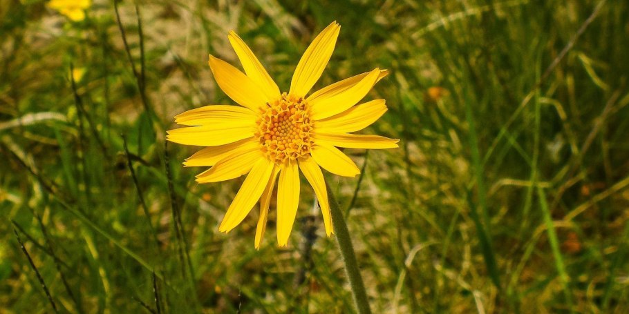 Арника Горная гомеопат