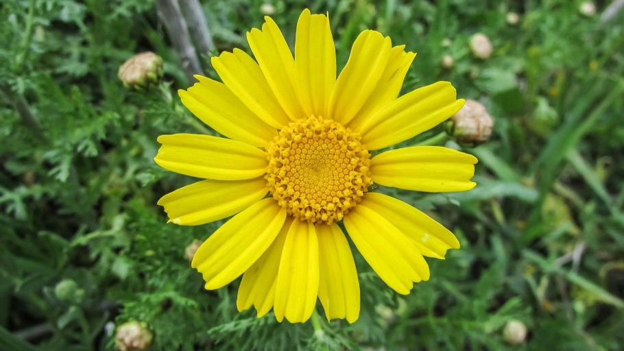 Arnica (Arnica Montana)