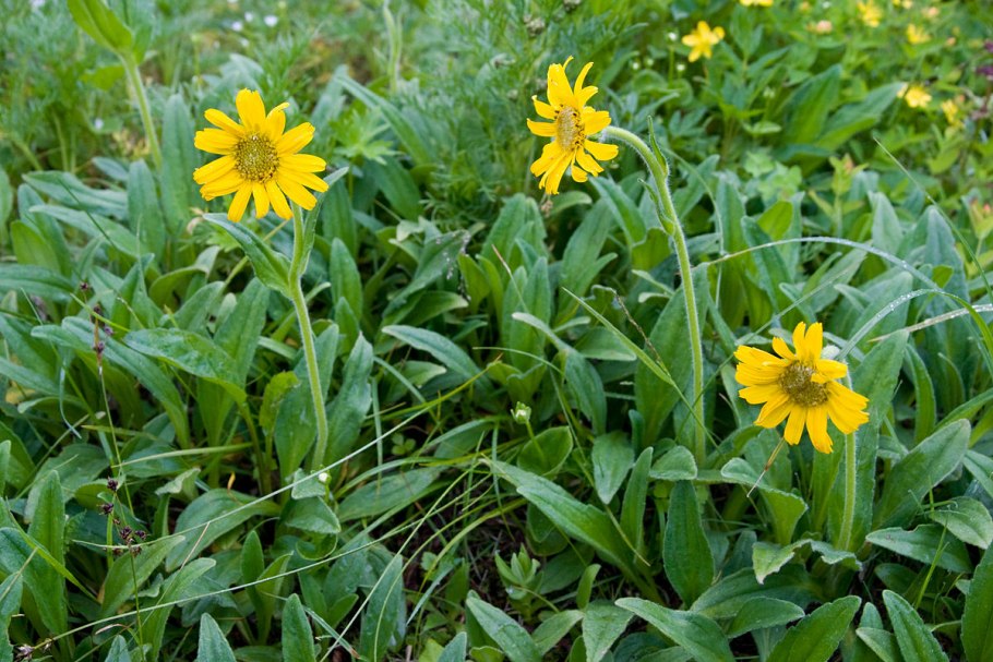Арника Монтана (Arnica Montana)