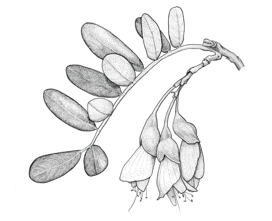 Горчак софора