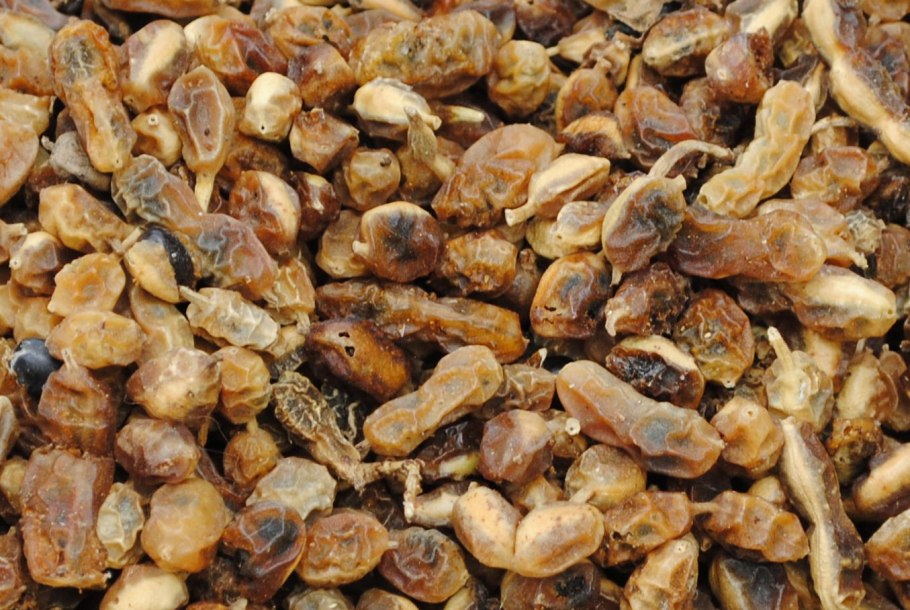 Софора бокоцветная