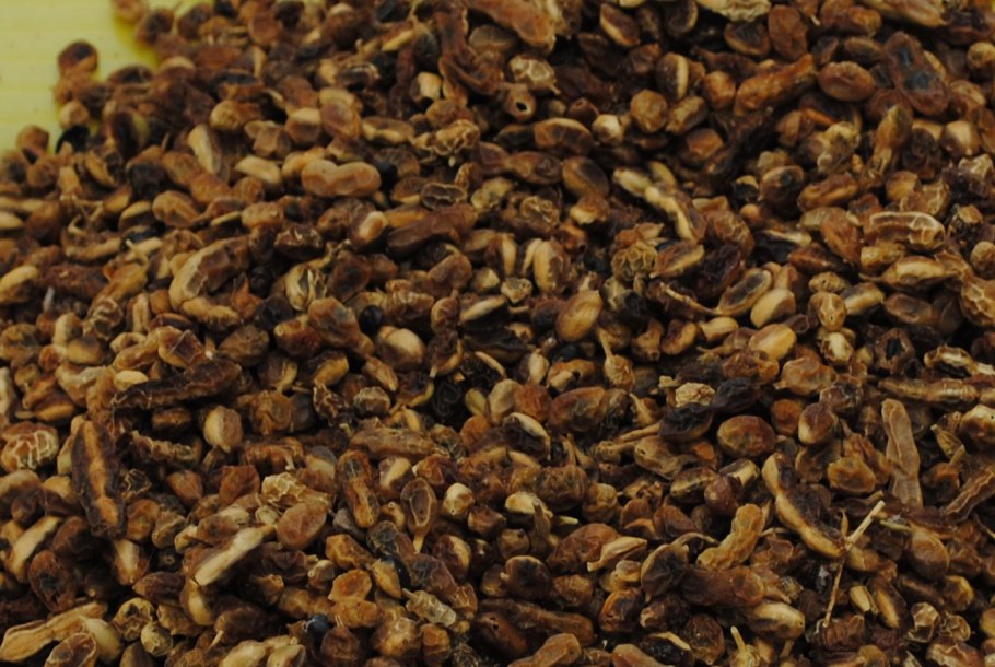 Горчак софора