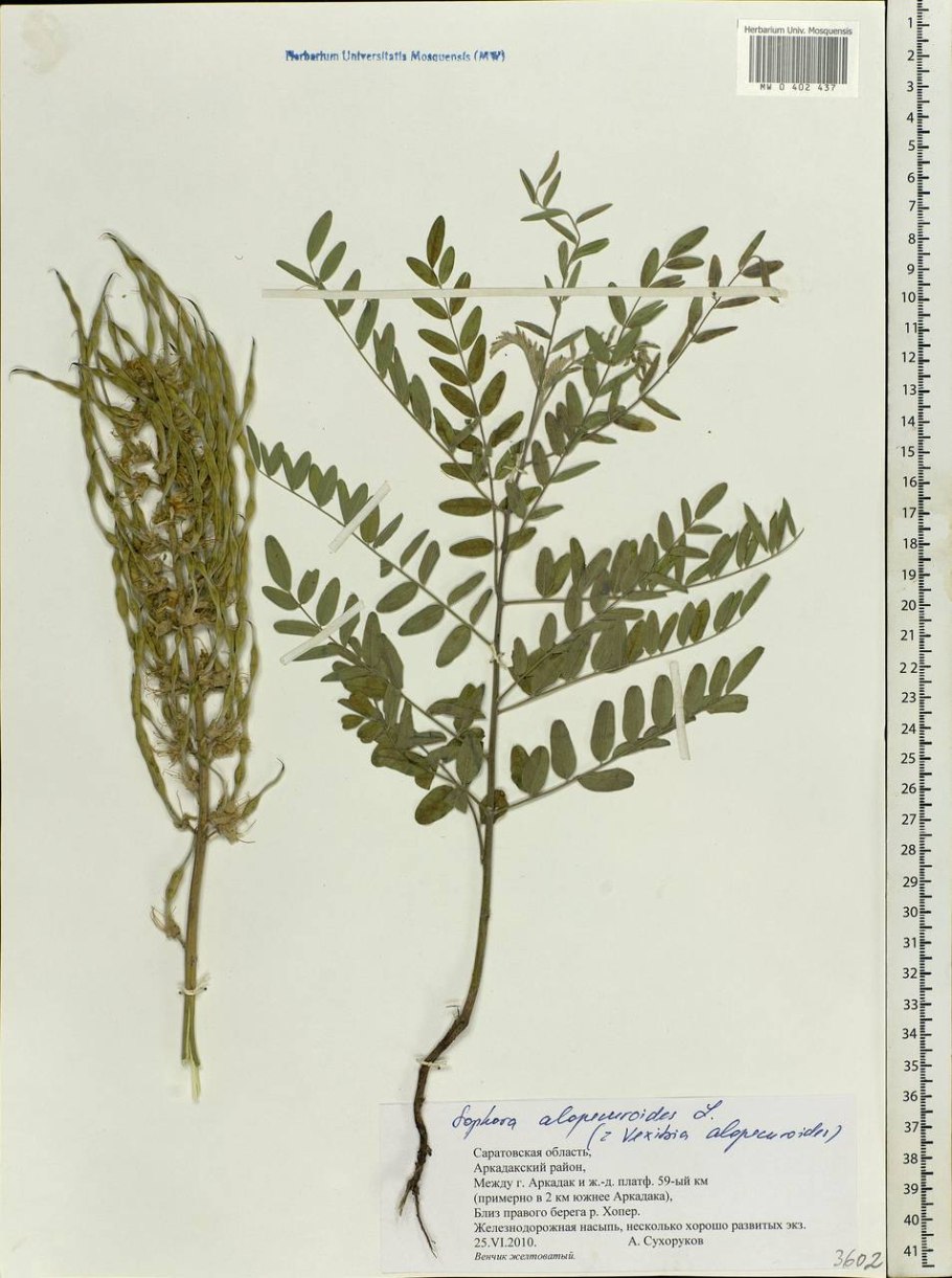 Растение софора тетраптера