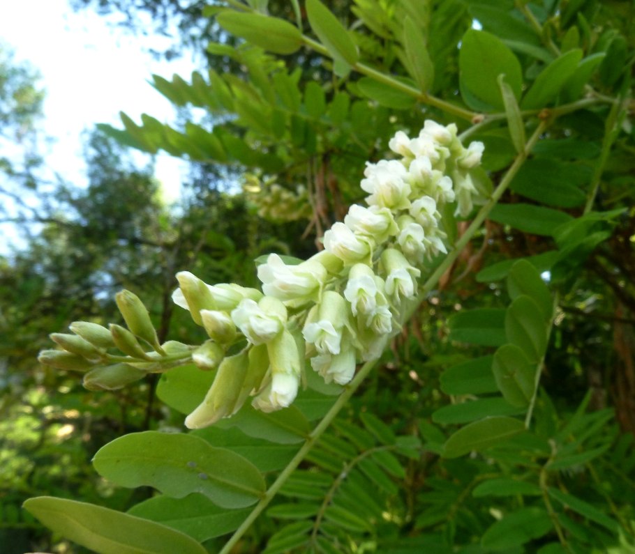 Sophora pachycarpa