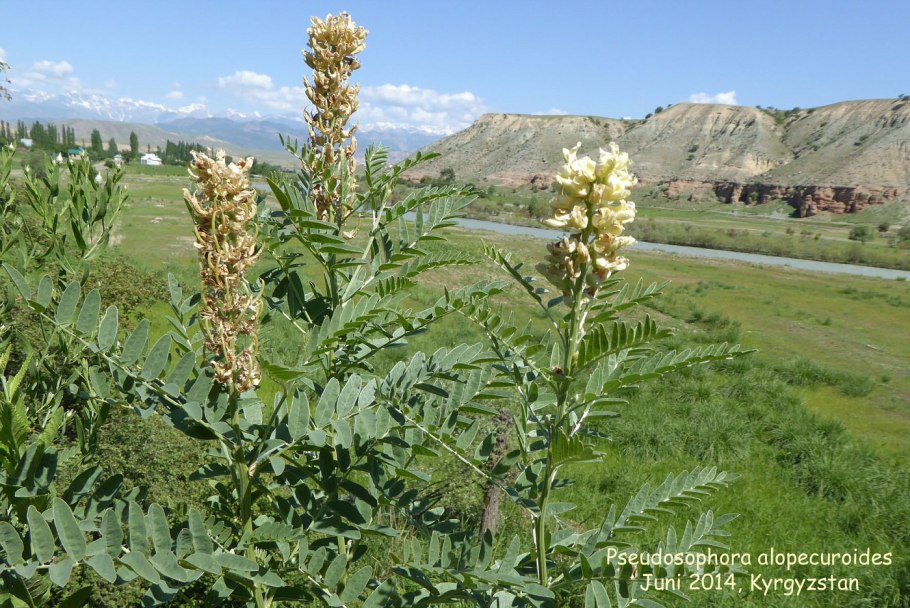 Софора желтеющая