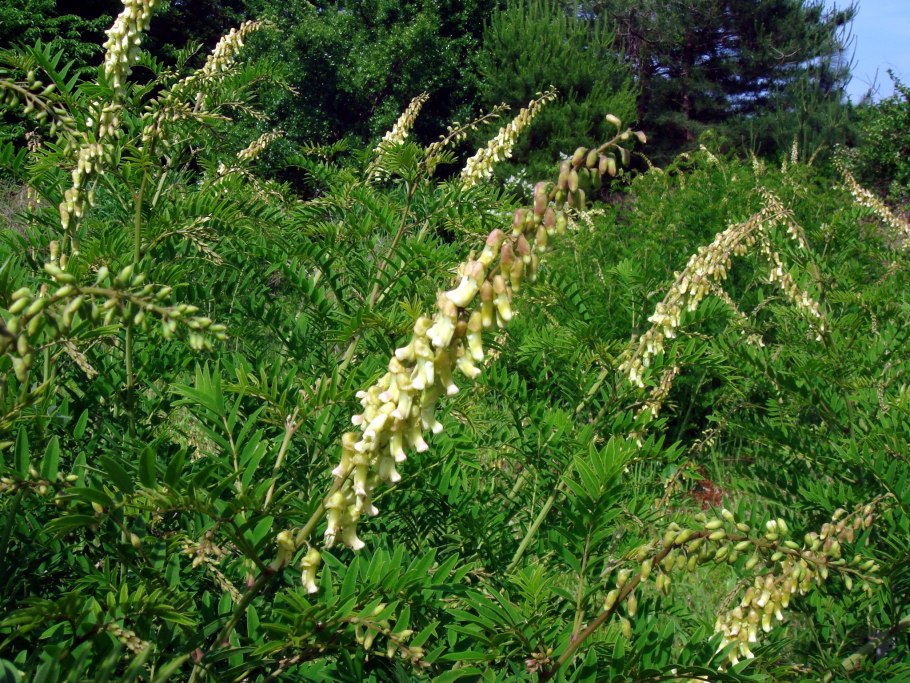 Софора лисохвостная семена