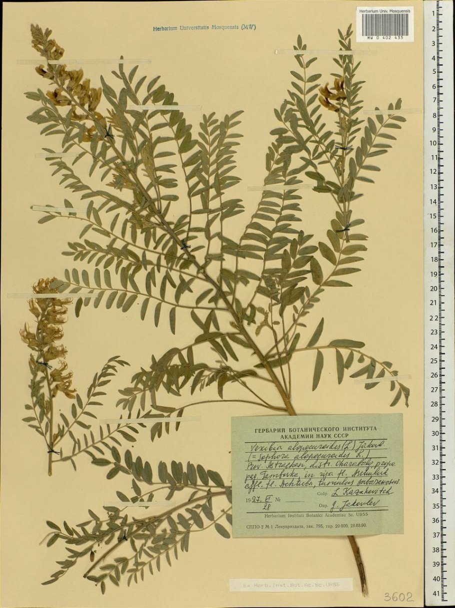 Софора толстоплодная гербарий