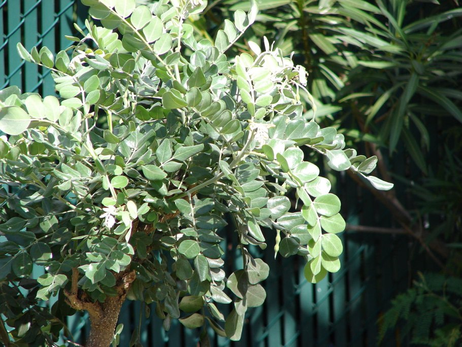 Софора толстоплодная