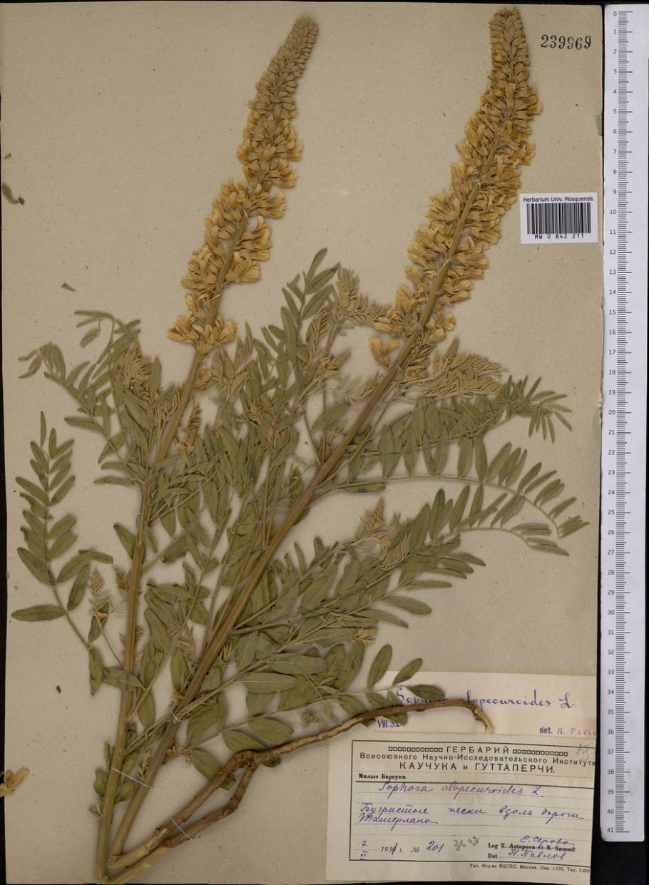 Софора фросери