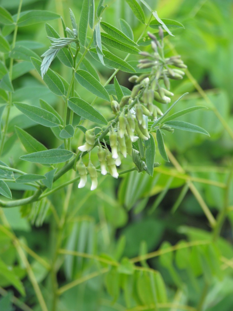 Софора лисохвостная сорняк