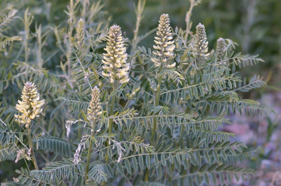 Растение софора лисохвостная