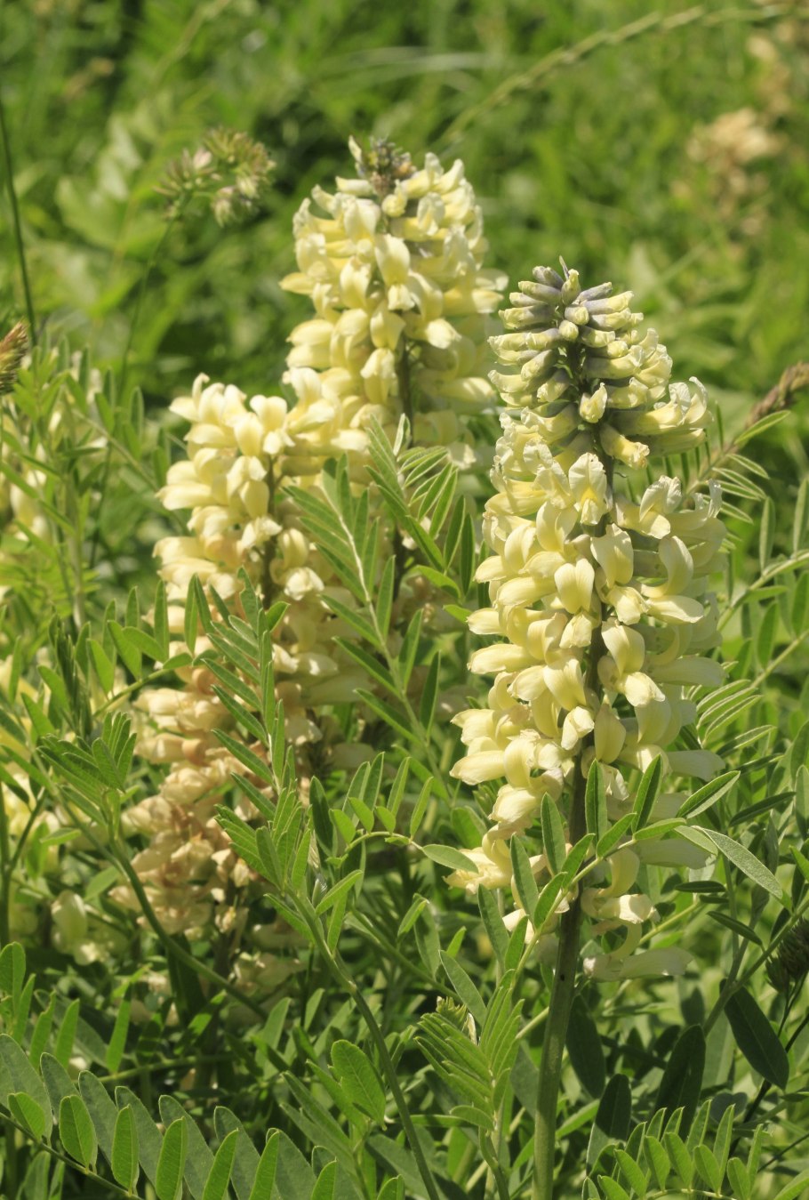 Софора желтеющая