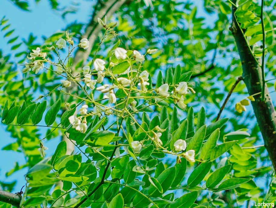 Софора сорняк