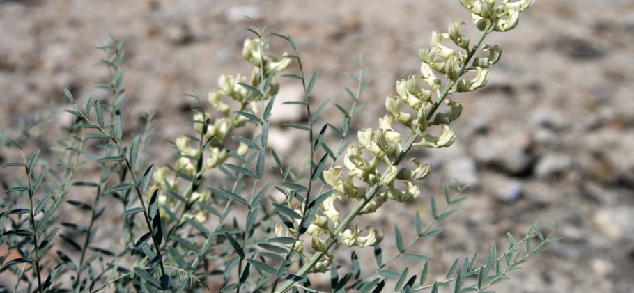 Софора японская гербарий