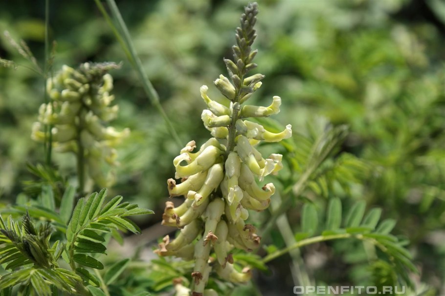 Семена софоры лисохвостной