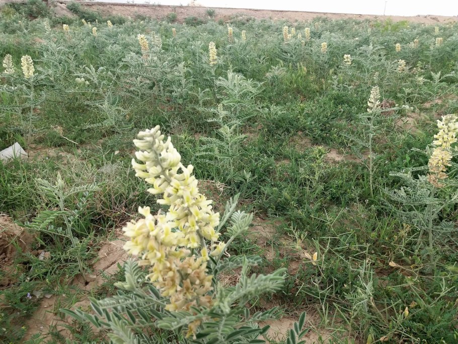 Софора лисохвостная сорняк