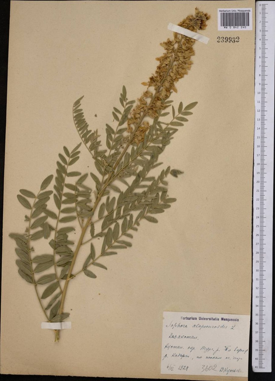 Софора ягоды фото