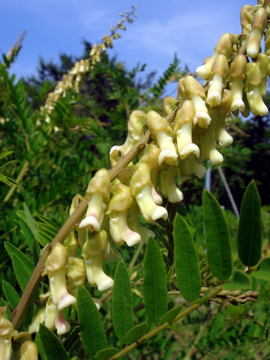 Софора толстоплодная