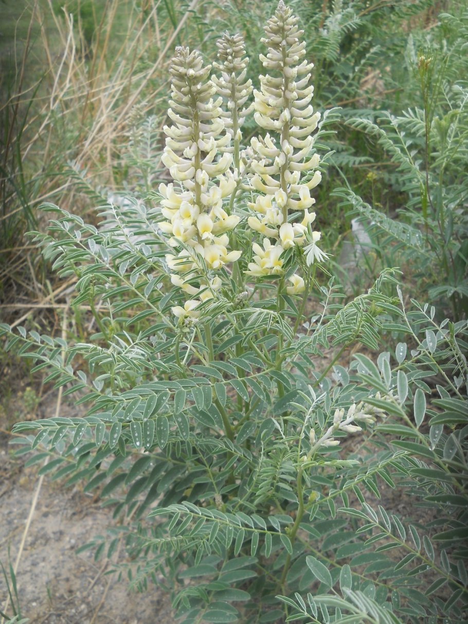 Софора толстоплодная