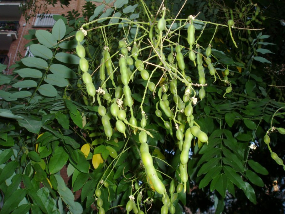 Софора толстоплодная