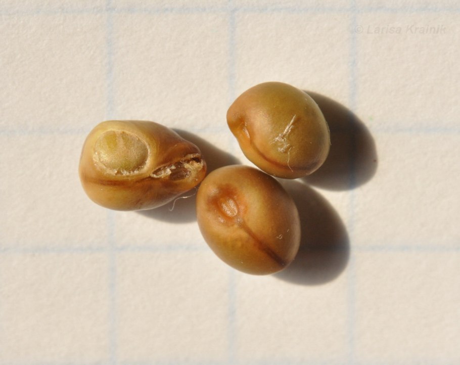 Семена софоры