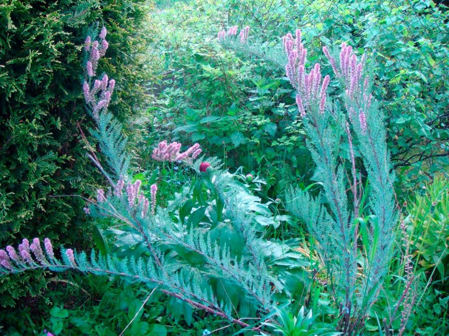 Софора лисохвостная семена