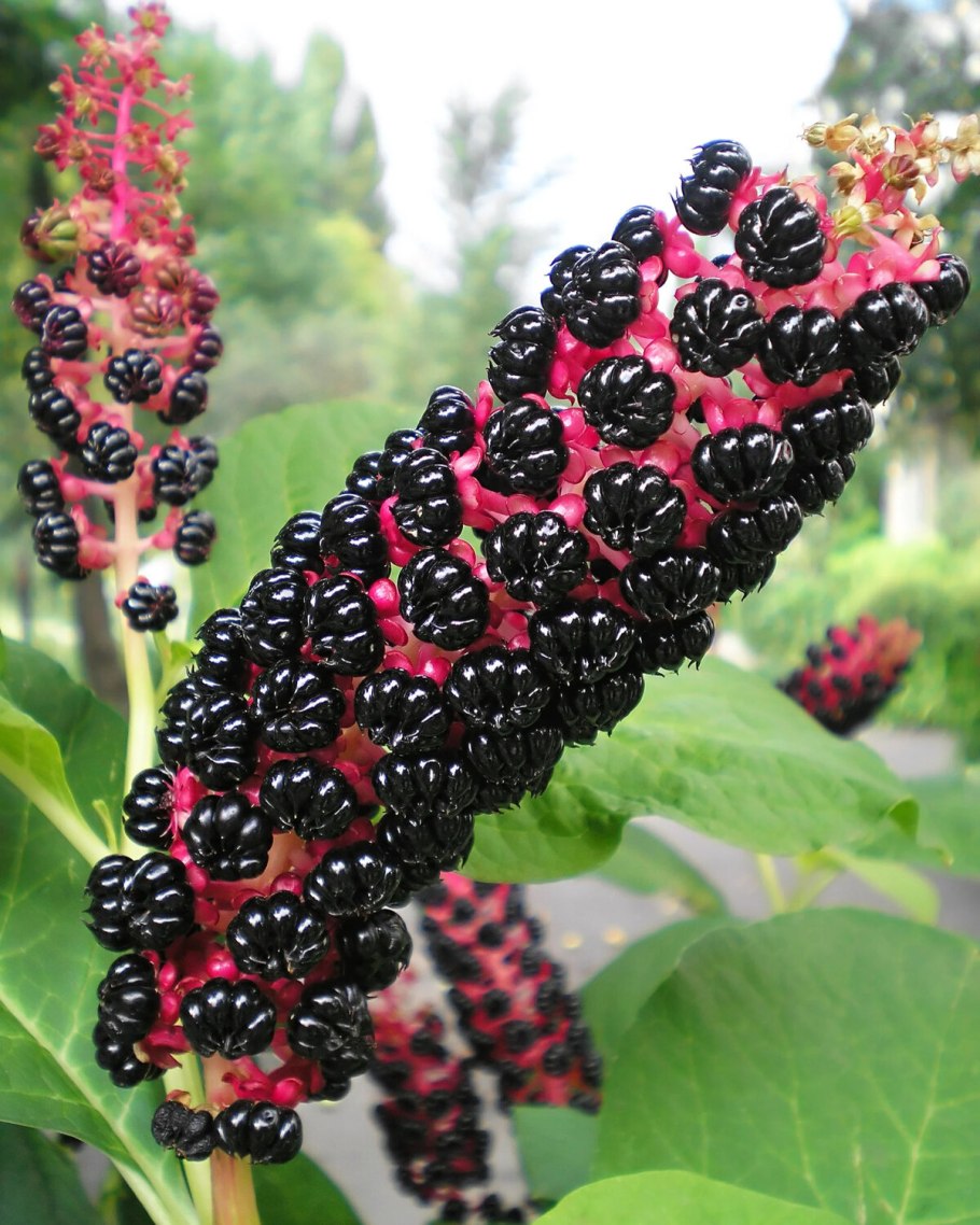 Лаконос костянковый